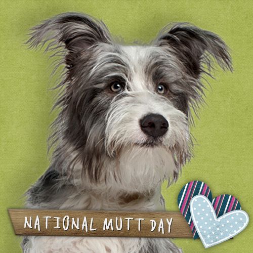 National Mutt Day Fayetteville Veterinary Hospital