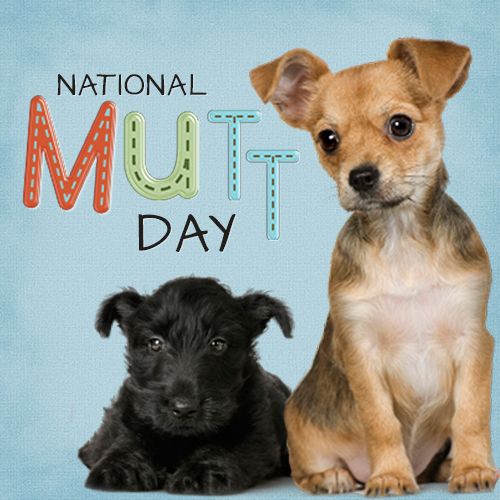 National Mutt Day | Fayetteville 