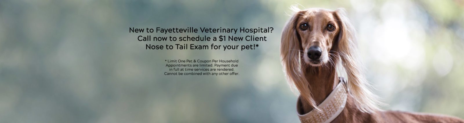 vet-clinic-in-fayetteville-manlius-ny-animal-hospital