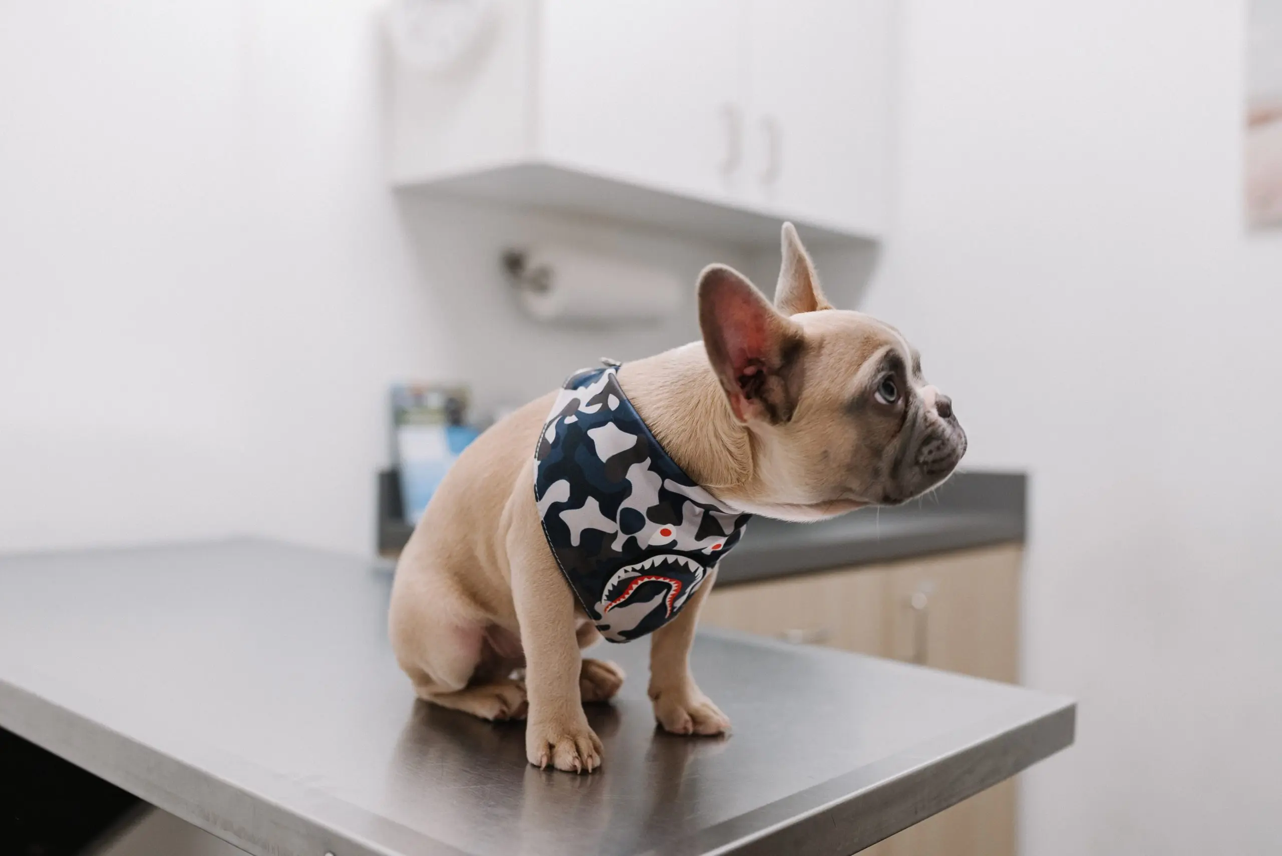 French bulldog wearing a camouflage bandana is sitting on a veterinarian exam table