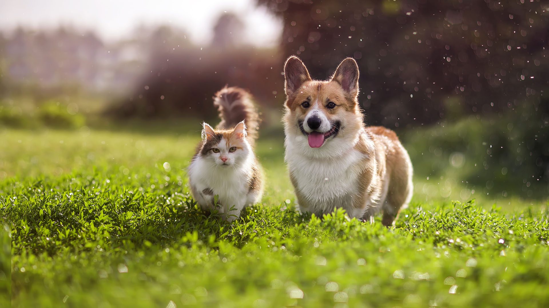 White and brown cat standing with a Corgi outside on a field of grass.