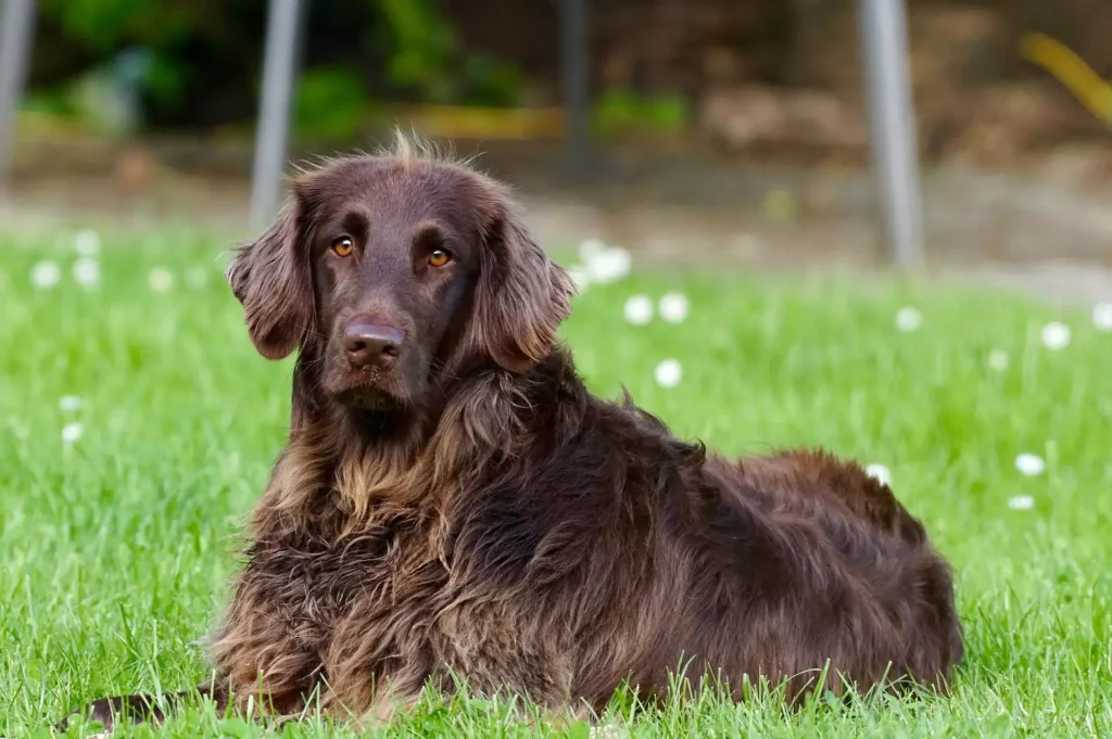 dog with brown fur laying in the grass and staring straight ahead