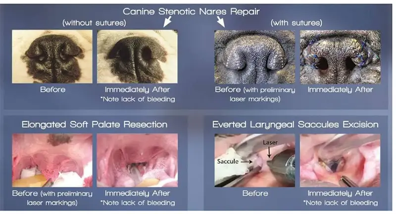 Canine Stenotic Nares Repair
