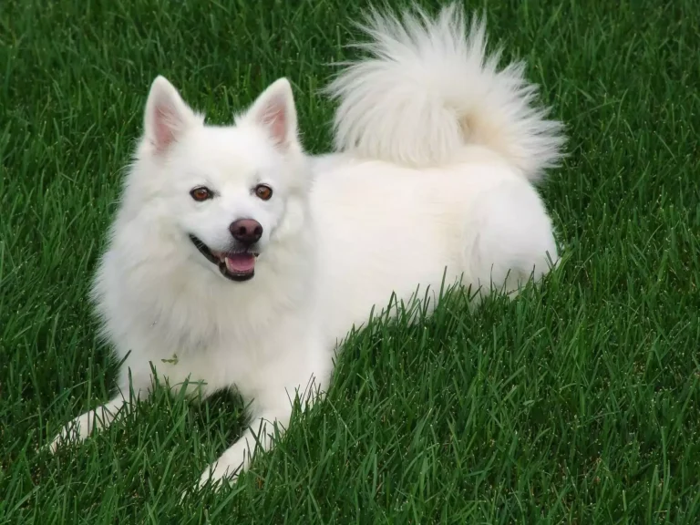 Celebrating The American Eskimo Dog