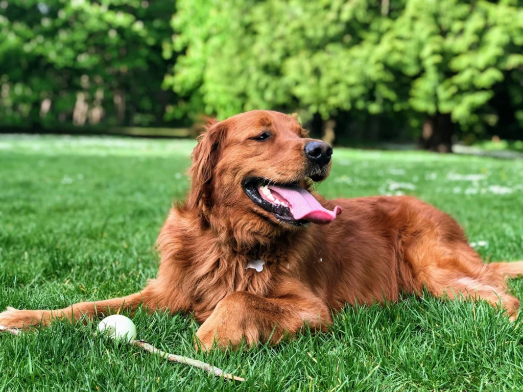 A Golden Retriever lies in a green field next to a small white ball and a stick.