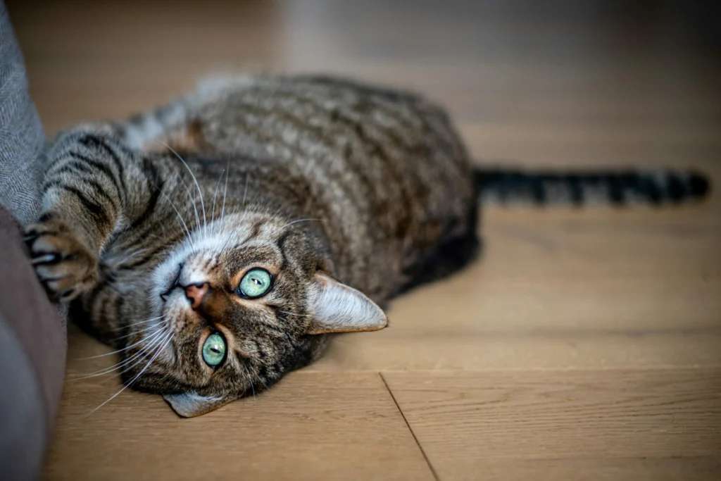 A tabby cat lies on its side on a wooden floor.