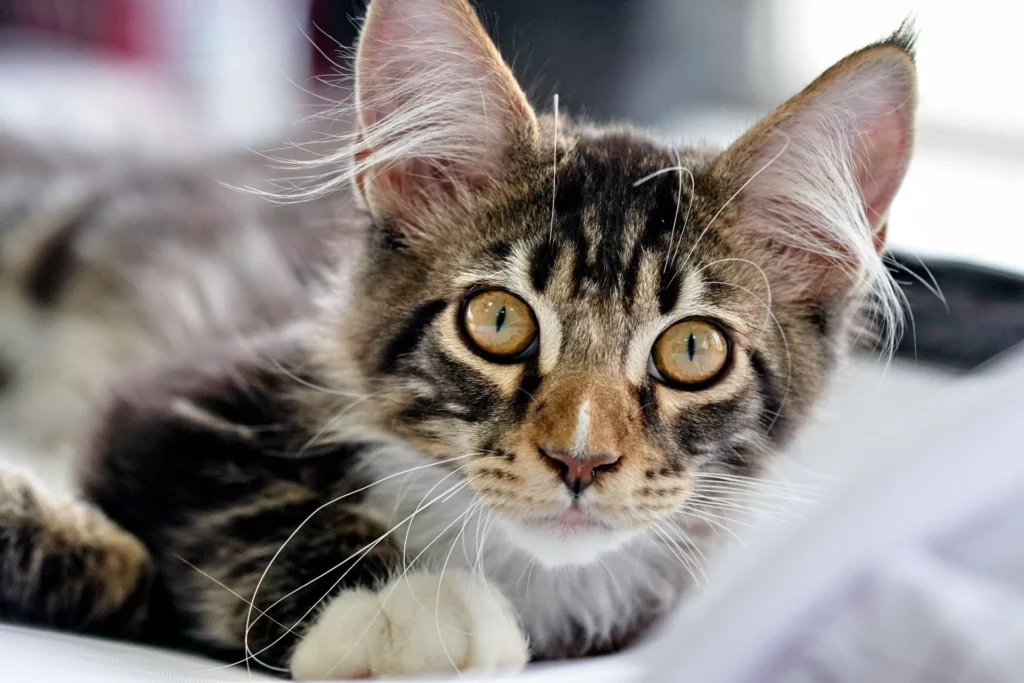 A close-up of a tabby kitten with amber eyes looking toward the camera.