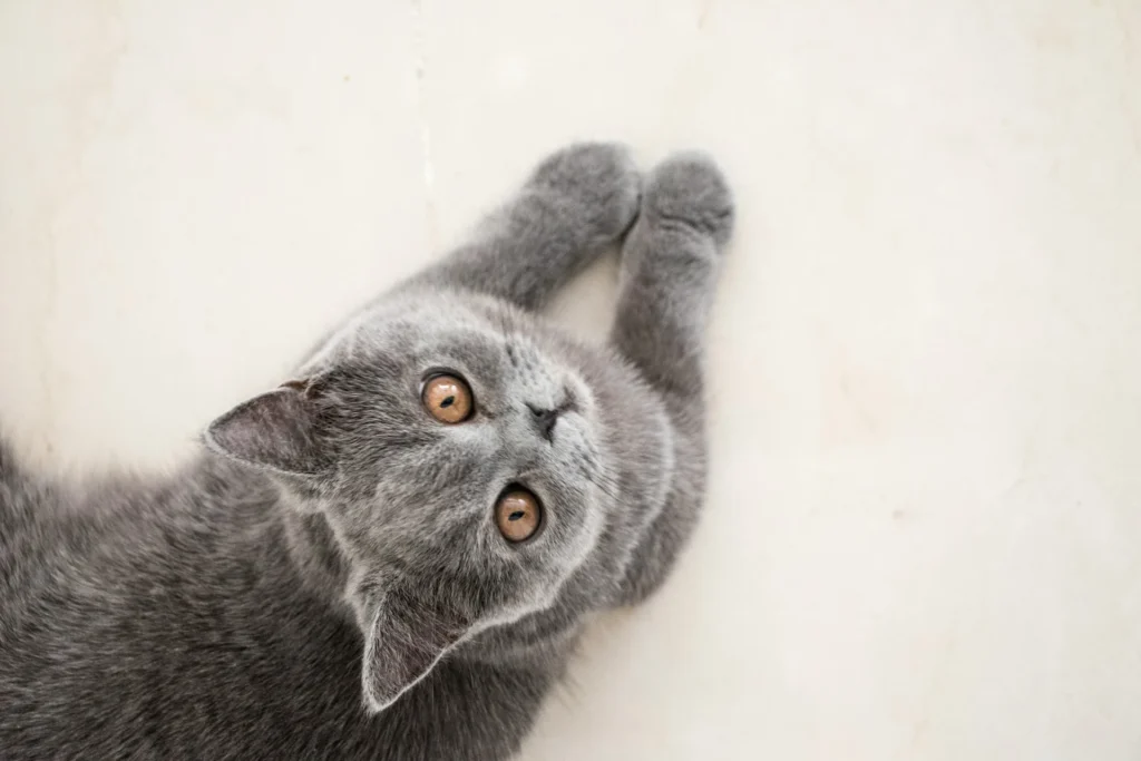 A grey British Shorthair cat lies on the floor, looking upward.