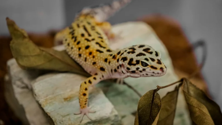 A leopard gecko crawls over a rock and dried leaves in its terrarium.